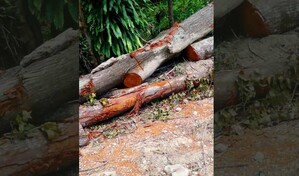 Denuncian tala indiscriminada de &aacute;rboles en la provincia Espaillat 