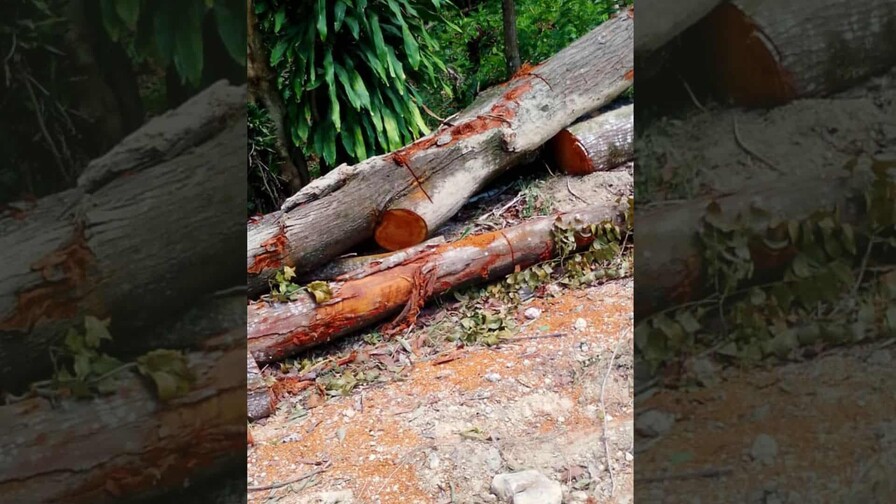 Denuncian tala indiscriminada de árboles en la provincia Espaillat Denuncian tala indiscriminada de árboles en la provincia Espaillat