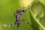 Florida registra los primeros tres contagios locales de dengue en EE. UU. este 2026