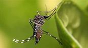 &iquest;Por qu&eacute; no avanz&oacute; una solicitud para introducir a RD mosquito modificado?
