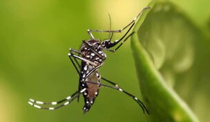&iquest;Por qu&eacute; no avanz&oacute; una solicitud para introducir a RD mosquito modificado?