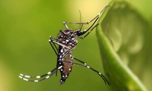 &iquest;Por qu&eacute; no avanz&oacute; una solicitud para introducir a RD mosquito modificado?