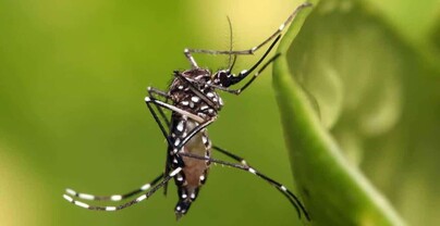 Florida registra el mayor brote de dengue en EE. UU. continental en d&eacute;cadas