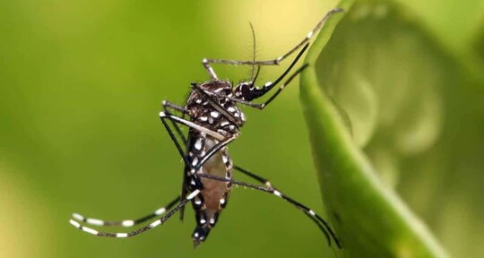 &iquest;Por qu&eacute; no avanz&oacute; una solicitud para introducir a RD mosquito modificado?