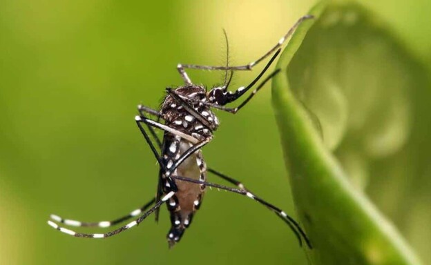 &iquest;Por qu&eacute; no avanz&oacute; una solicitud para introducir a RD mosquito modificado?