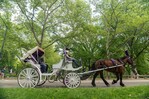 Suspenden paseos en carruajes tirados por caballos en Central Park tras muerte de turista Suspenden paseos en carruajes tirados por caballos en Central Park tras muerte de turista