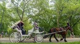 Suspenden paseos en carruajes tirados por caballos en Central Park tras muerte de turista