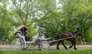 Suspenden paseos en carruajes tirados por caballos en Central Park tras muerte de turista