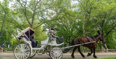 Suspenden paseos en carruajes tirados por caballos en Central Park tras muerte de turista