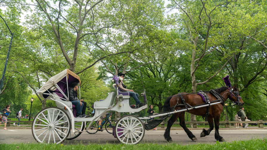 Suspenden paseos en carruajes tirados por caballos en Central Park tras muerte de turista