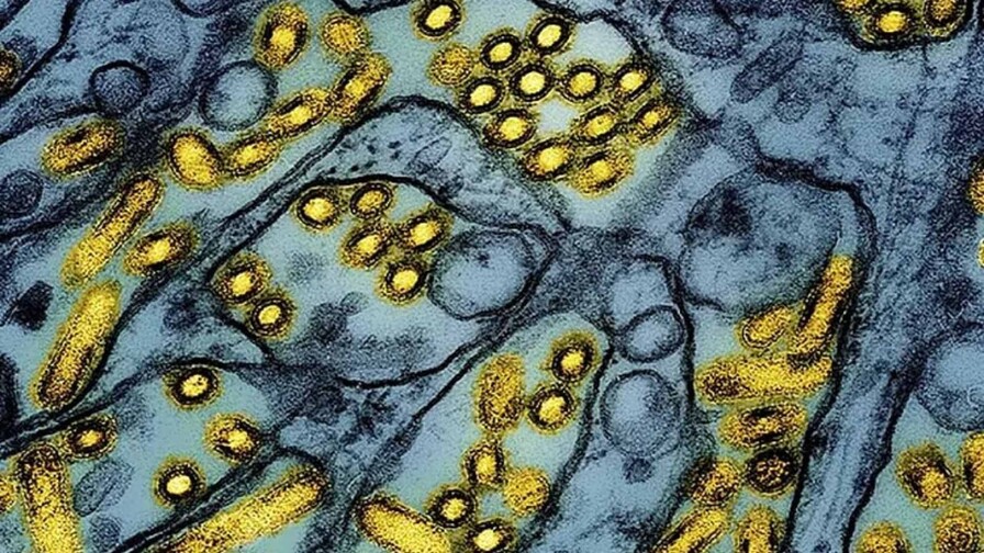 Australia detecta el primer caso de gripe aviar H5 en su territorio continental Australia detecta el primer caso de gripe aviar H5 en su territorio continental