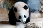 El primer panda gigante nacido en Indonesia debuta en un zoo de Java