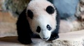 El primer panda gigante nacido en Indonesia debuta en un zoo de Java