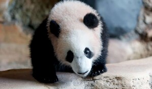 El primer panda gigante nacido en Indonesia debuta en un zoo de Java