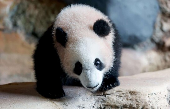 El primer panda gigante nacido en Indonesia debuta en un zoo de Java