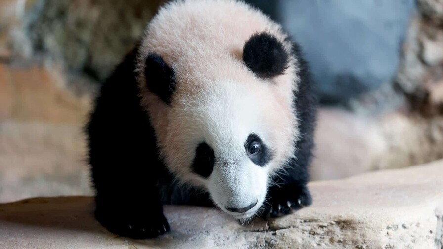 El primer panda gigante nacido en Indonesia debuta en un zoo de Java