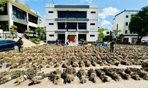 Tribunal de Ocoa ordena liberar a tres hombres detenidos por plantaci&oacute;n de marihuana en El Pinar