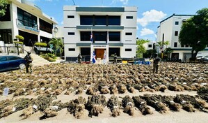 Siembra de marihuana desmantelada en Ocoa pes&oacute; m&aacute;s de 13,800 libras, seg&uacute;n la DNCD