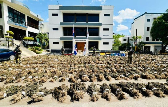 Siembra de marihuana desmantelada en Ocoa pes&oacute; m&aacute;s de 13,800 libras, seg&uacute;n la DNCD