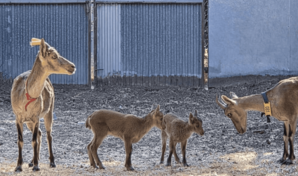 Nacen tres cabras montesas por fecundaci&oacute;n in vitro obtenidas a partir de animales muertos