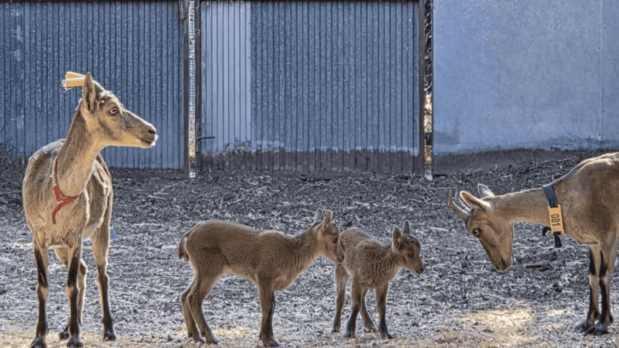 Nacen tres cabras montesas por fecundación in vitro obtenidas a partir de animales muertos Nacen tres cabras montesas por fecundación in vitro obtenidas a partir de animales muertos