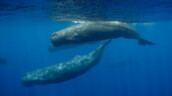 Los cachalotes del Mediterr&aacute;neo han hecho evolucionar sus dialectos