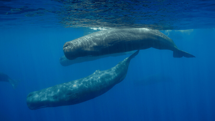 Los cachalotes del Mediterráneo han hecho evolucionar sus dialectos Los cachalotes del Mediterráneo han hecho evolucionar sus dialectos
