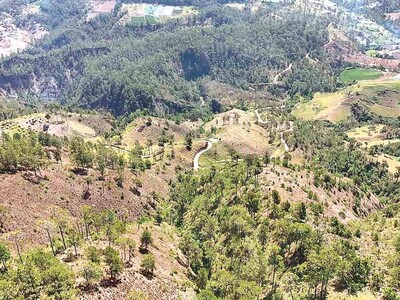 Las lomas de Ocoa se enfrentan al espejo del narcocultivo
