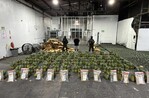 Pi&ntilde;as con sorpresa: hallan coca&iacute;na en cargamento que ser&iacute;a enviado a Afganist&aacute;n