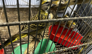 Demanda de mascotas ex&oacute;ticas dispara el tr&aacute;fico ilegal de reptiles y aves en Latinoam&eacute;rica