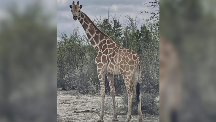 Encuentran sana y salva a Gracie, la jirafa que estuvo dos semanas perdida en Texas