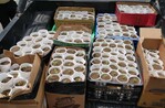 La DNCD decomisa 421 plantas de presunta marihuana y arresta a un hombre en La Cuaba