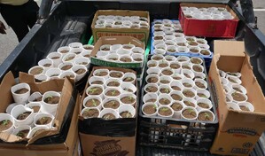La DNCD decomisa 421 plantas de presunta marihuana y arresta a un hombre en La Cuaba
