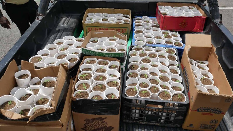La DNCD decomisa 421 plantas de presunta marihuana y arresta a un hombre en La Cuaba