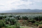 Barahona alcanza las 748,000 toneladas de caña cortadas y aspira al millón en tres años Barahona alcanza las 748,000 toneladas de caña cortadas y aspira al millón en tres años