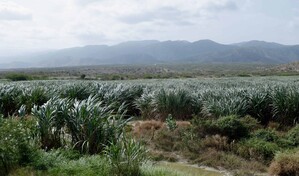 Barahona alcanza las 748,000 toneladas de ca&ntilde;a cortadas y aspira al mill&oacute;n en tres a&ntilde;os