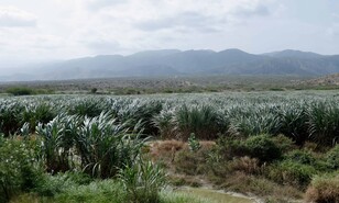 Barahona alcanza las 748,000 toneladas de ca&ntilde;a cortadas y aspira al mill&oacute;n en tres a&ntilde;os