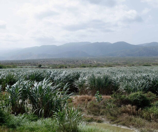 Barahona alcanza las 748,000 toneladas de caña cortadas y aspira al millón en tres años Barahona alcanza las 748,000 toneladas de caña cortadas y aspira al millón en tres años
