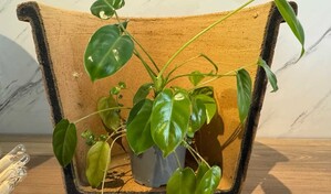 Ecofiltro y l&aacute;pices plantables, una  apuesta por el consumo responsable