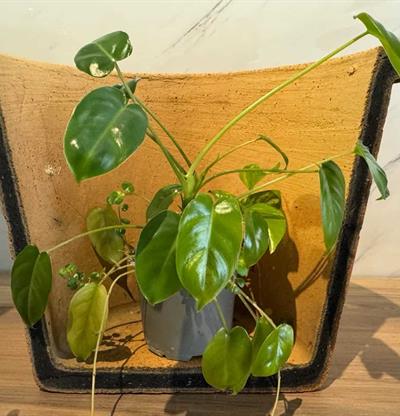 Ecofiltro y l&aacute;pices plantables, una  apuesta por el consumo responsable