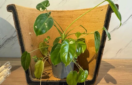 Ecofiltro y l&aacute;pices plantables, una  apuesta por el consumo responsable