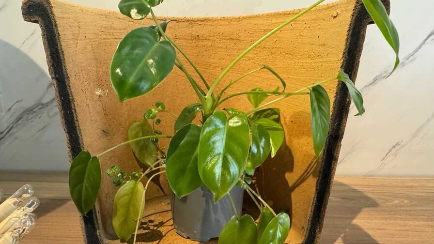 Ecofiltro y l&aacute;pices plantables, una  apuesta por el consumo responsable