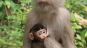 El parto dif&iacute;cil no es exclusivo de los humanos