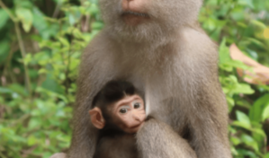 El parto dif&iacute;cil no es exclusivo de los humanos
