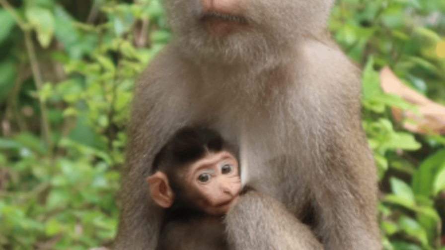 El parto dif&iacute;cil no es exclusivo de los humanos