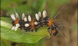 En la Tierra podr&iacute;a haber hasta tres veces m&aacute;s especies de insectos