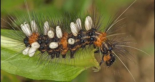 En la Tierra podr&iacute;a haber hasta tres veces m&aacute;s especies de insectos