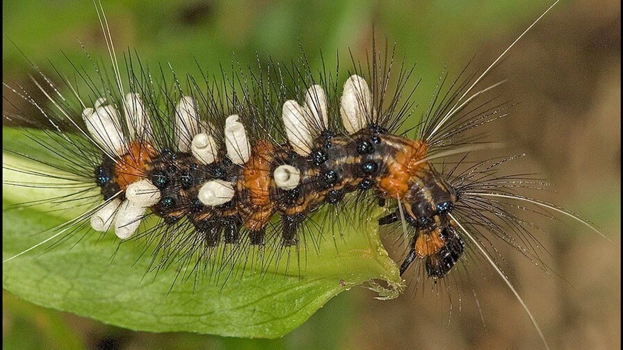 En la Tierra podr&iacute;a haber hasta tres veces m&aacute;s especies de insectos