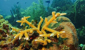 Rep&uacute;blica Dominicana participar&aacute; en expedici&oacute;n para estudiar aguas profundas del Caribe