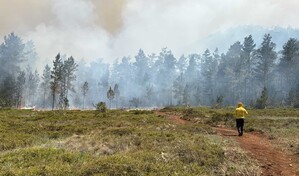 Extinguen incendio forestal en la Sierra de Bahoruco
